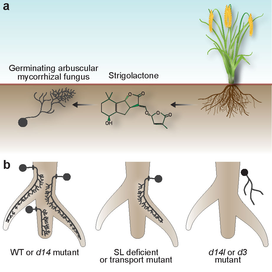 Figure_1AB_v4-01