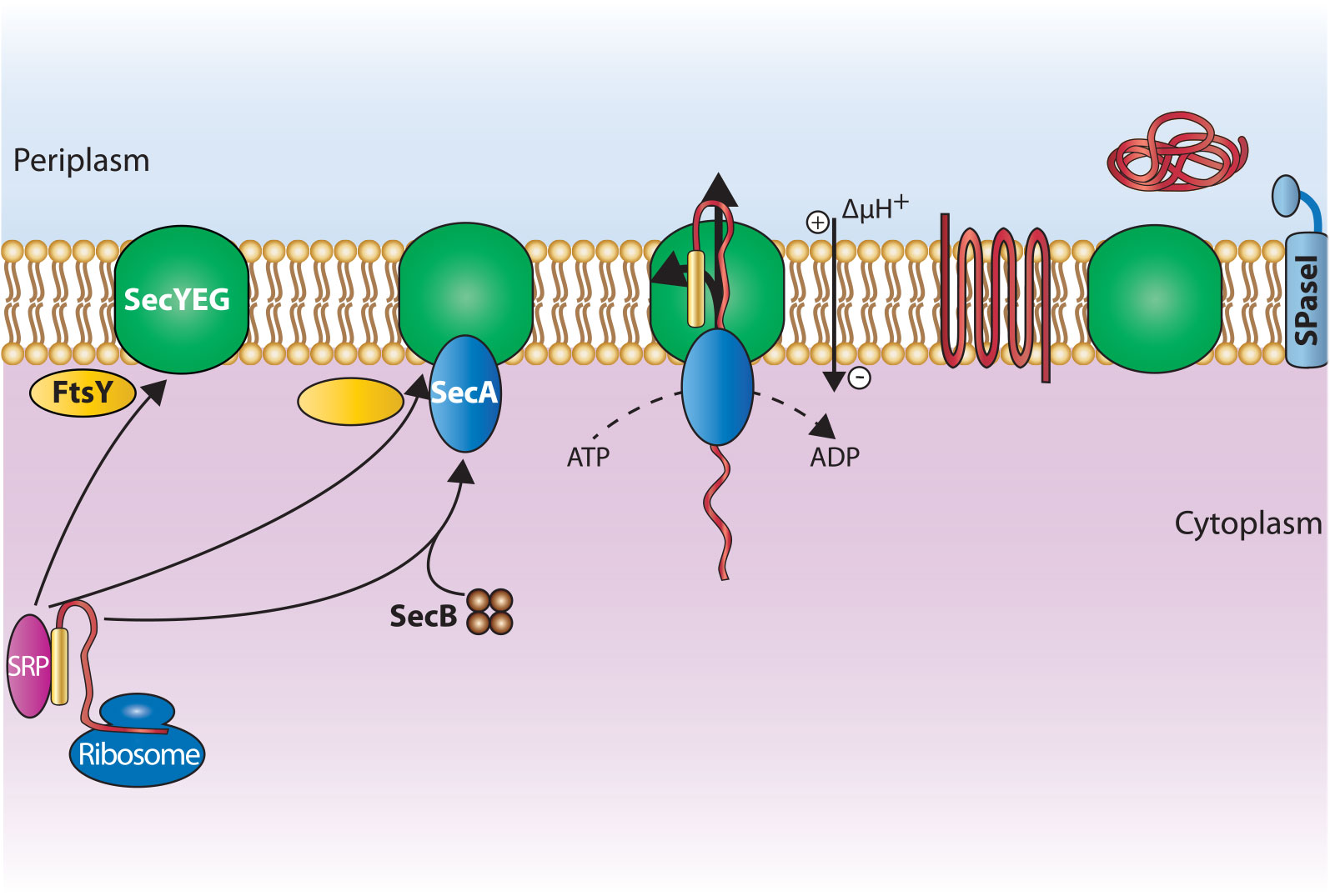 Sec-pathway